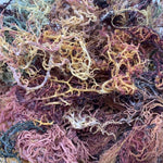 Dry Wildcrafted Gold Sea Moss