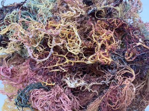 Dry Wildcrafted Gold Sea Moss