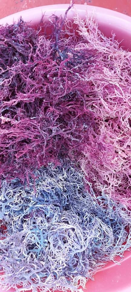 Dry Purple Sea Moss