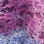 Dry Wildcrafted Gold Sea Moss