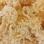 Dry Wildcrafted Gold Sea Moss